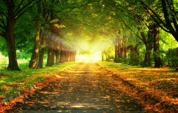 Картинка дорога, листья, деревья, пейзаж, закат, природа, красивая, road, trees, landscape, nature, sunset, beautiful, leaves, величественный, …