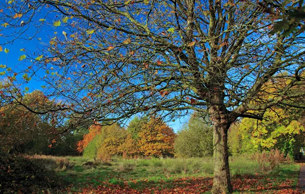 Картинка осень, лес, небо, листья, деревья, парк