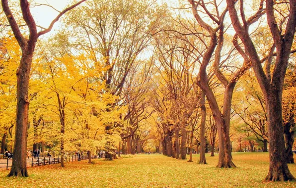 Картинка дорога, осень, листья, деревья, природа, парк, желтые, аллея
