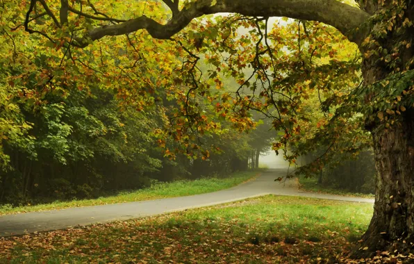 Картинка дорога, листья, деревья, природа, улица, road, trees, nature, leaves, street, Autumn trees, beautiful landscape, красивый …