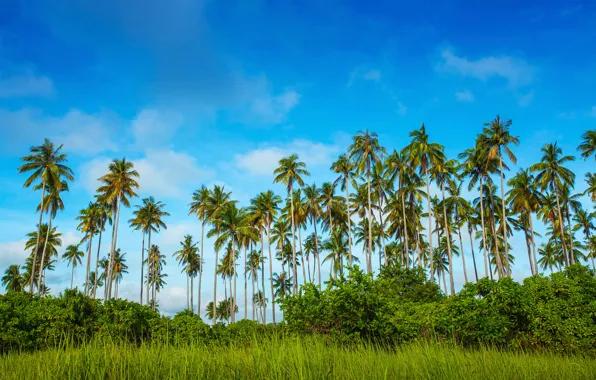 Картинка зелень, небо, трава, облака, деревья, тропики, пальмы, кусты, Малайзия, Bohey Dulang Island