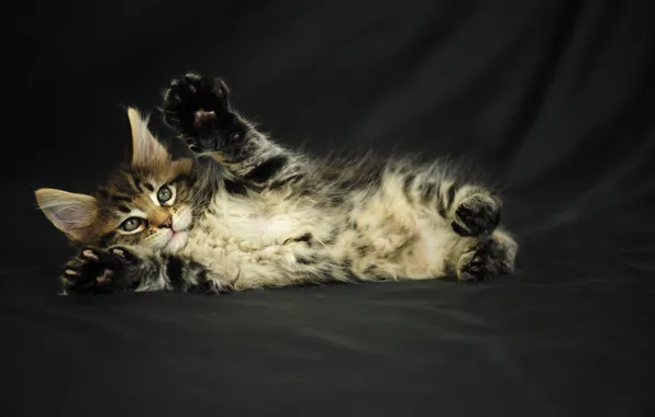 Картинка котенок, серый, пушистый, Кот, мейн-кун