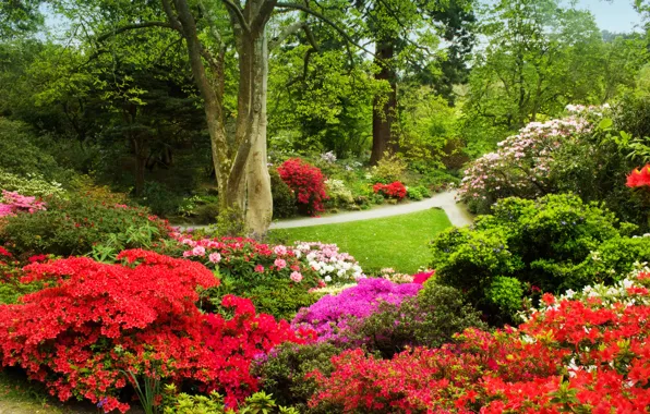 Картинка зелень, трава, деревья, цветы, дорожки, сад, Великобритания, разноцветные, кусты, азалия, Bodnant Gardens Wales