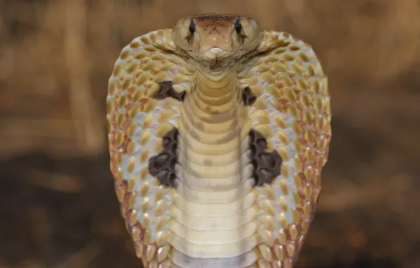 Картинка viper, close-up, reptile, cobra snake, king cobra
