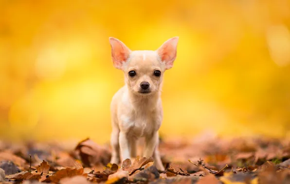 Картинка осень, взгляд, листья, собака, чихуахуа, пёсик, собачонка