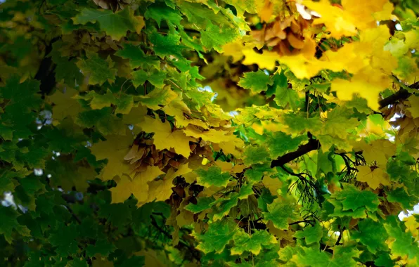 Картинка Осень, Листья, Ветки