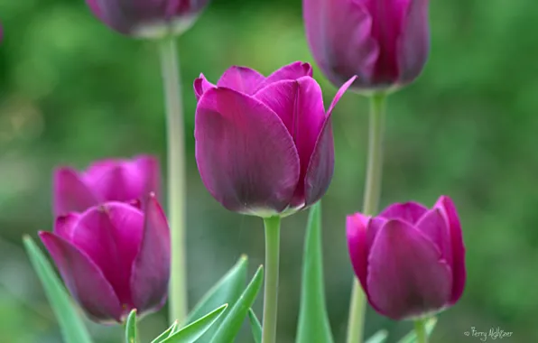 Картинка макро, весна, сад, фиолетовые, тюльпаны