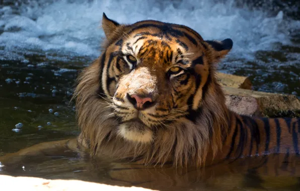 Картинка кошка, морда, тигр, купание, водоём, суматранский