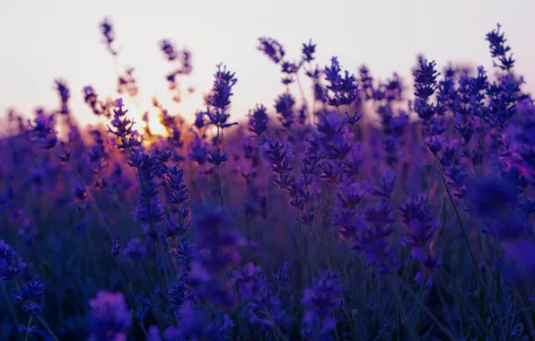 Картинка закат, sunset, лаванда, lavender
