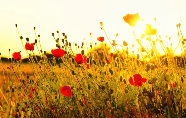 Картинка поле, трава, солнце, закат, цветы, природа, маки, красные