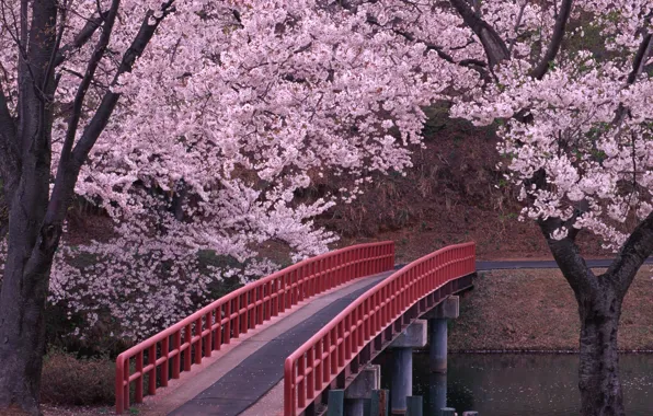 Картинка Мост, Сакура, Япония