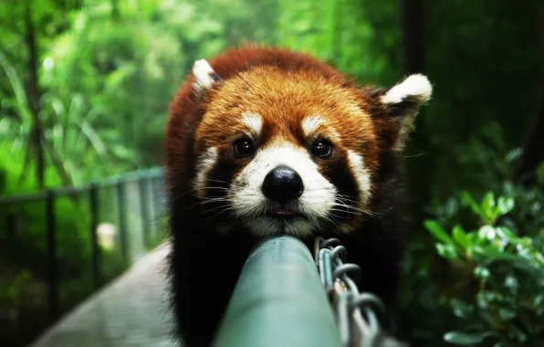 Картинка животные, красная панда, animals, red panda