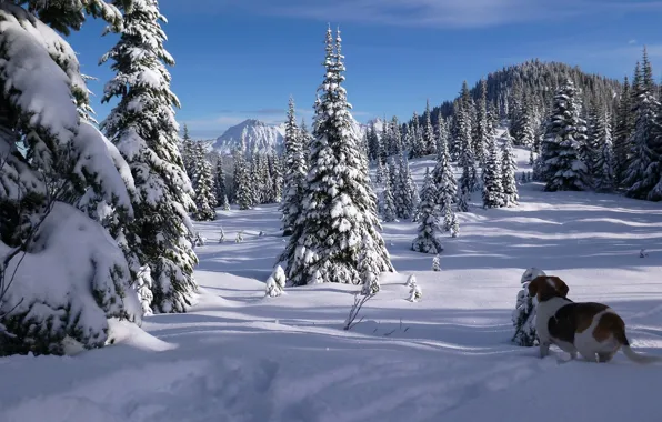 Картинка зима, лес, снег, деревья, горы, собака, ели, Канада, Canada, British Columbia, бигль, Британская Колумбия, Каскадные …