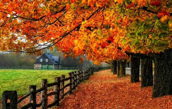 Картинка дорога, осень, листья, деревья, природа, дом, colors, colorful, road, nature, glow, autumn, leaves, tree, branches, …
