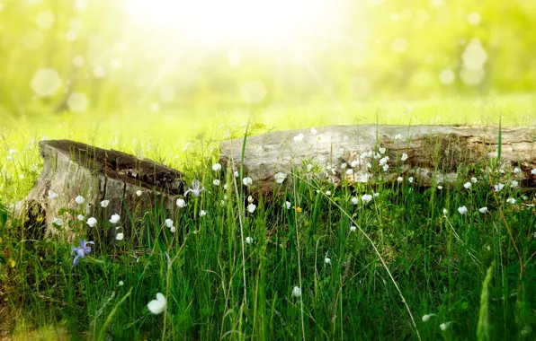 Картинка лето, трава, свет, цветы, природа, пень, бревно, боке, Larisa Koshkina