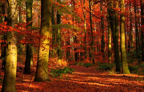 Картинка осень, лес, листья, деревья, парк, тропинка