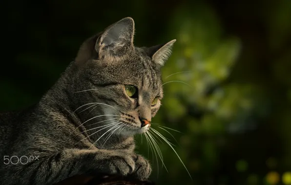 Картинка кошка, кот, взгляд, котэ, зелёный фон