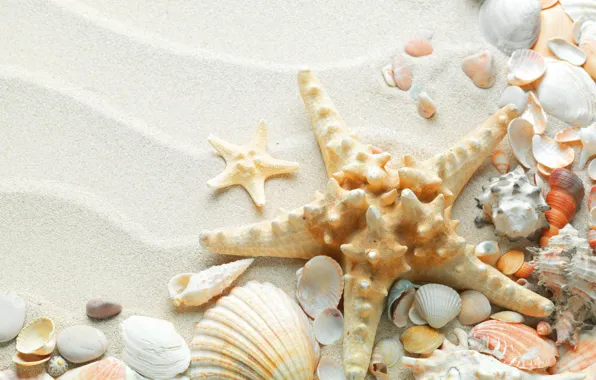 Картинка песок, море, пляж, лето, природа, океан, звезда, ракушки, морская звезда, красивые, раковины