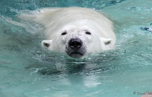 Картинка белый, морда, вода, заплыв, хищник, нос, медведь, купание, полярный