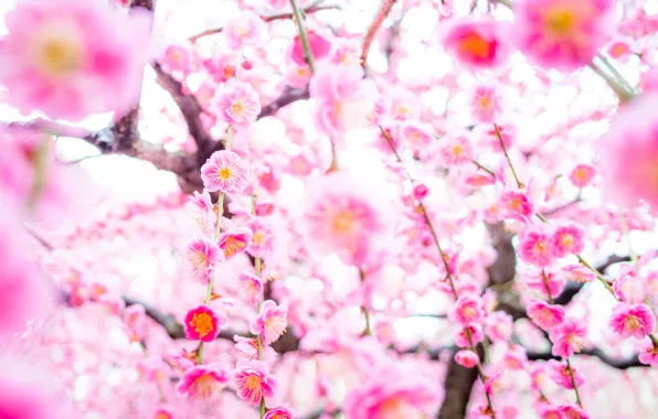 Картинка дерево, весна, сакура, цветение