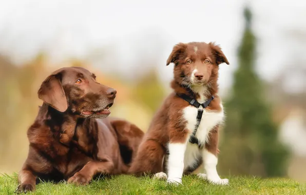 Картинка собаки, щенок, лабрадор, коричневые, бордер-колли