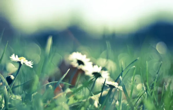 Картинка трава, макро, цветы, природа, green, поляна, ромашки, весна, лепестки, размытость, белые, зеленая