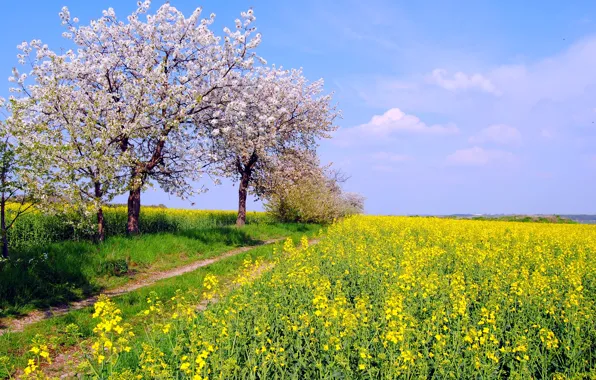 Картинка поле, небо, деревья, природа, цвет, весна, Германия, Май, рапс, By Hans Vaupel