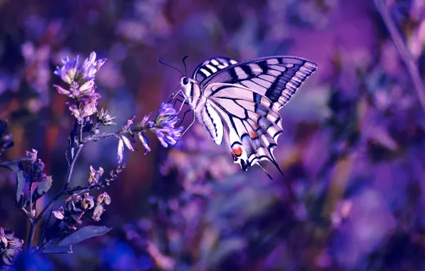 Картинка цветок, фиолетовый, макро, цветы, сиреневый, бабочка, цвет, растения, насекомое, лиловый