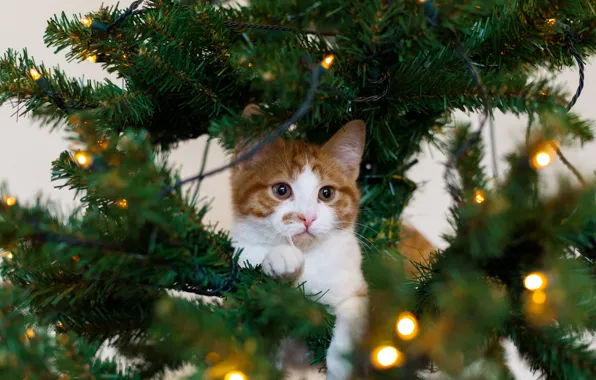 Картинка кошка, белый, кот, праздник, елка, рыжий, котёнок, гирлянда