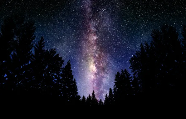 Картинка лес, небо, космос, ночь, пейзажи, звёзды, млечный путь