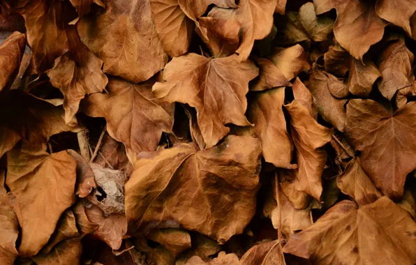 Картинка осень, листья, сухие