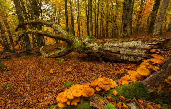 Картинка осень, лес, деревья, грибы, мох, Испания, Страна Басков, Urabain