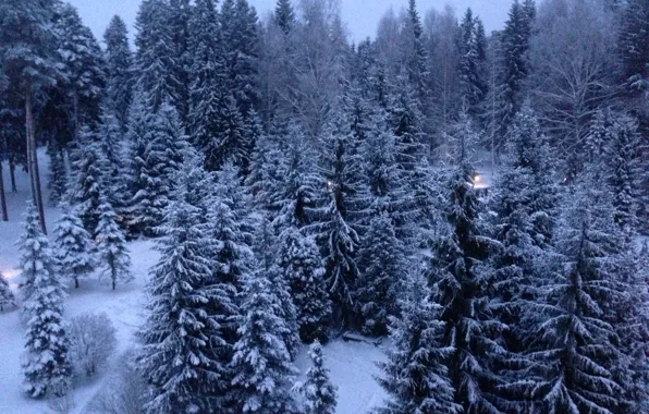 Картинка снег, елки, новый год, рыбинск, кстово