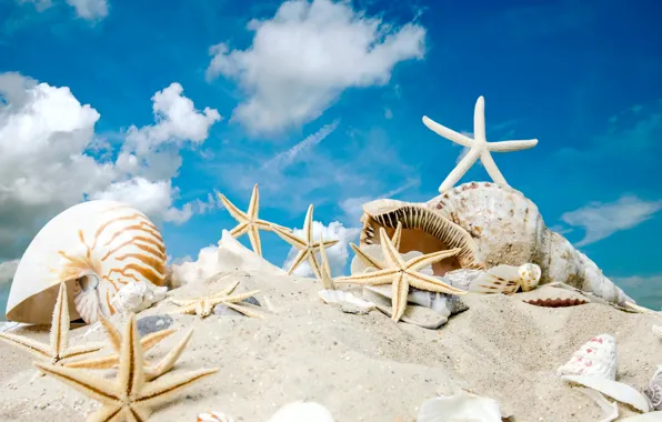 Картинка песок, море, пляж, солнце, звезды, ракушки, summer, sunshine, beach, sky, sea, sand, seashells, starfishes