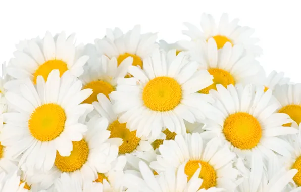 Картинка цветы, ромашки, весна, white, белые, flowers, beauty, spring, Camomile, freshness