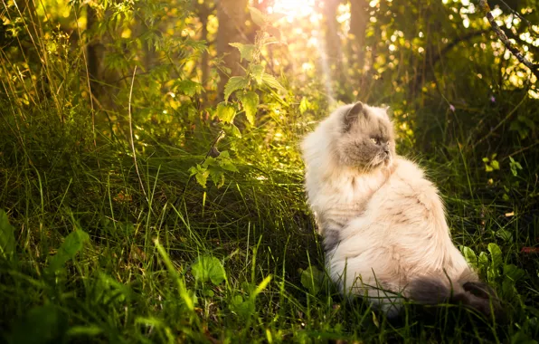 Картинка кошка, трава, природа, пушистая, персидская кошка