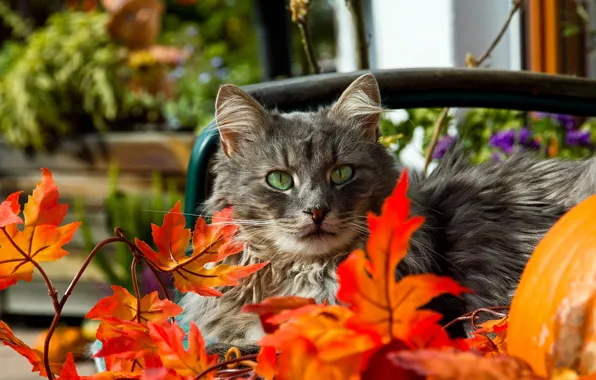 Картинка осень, кошка, глаза, усы, листья, зеленые, красные, серая, оранжевые