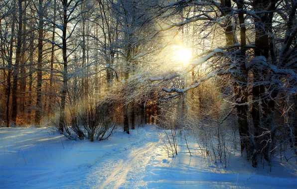 Картинка зима, дорога, лес, небо, снег, деревья, пейзаж, природа, white, forest, road, sky, trees, nature, sunset, …