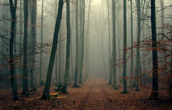 Картинка осень, лес, деревья, ветки, туман, листва, wood, foggy