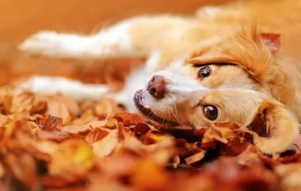Картинка осень, взгляд, морда, листья, настроение, собака