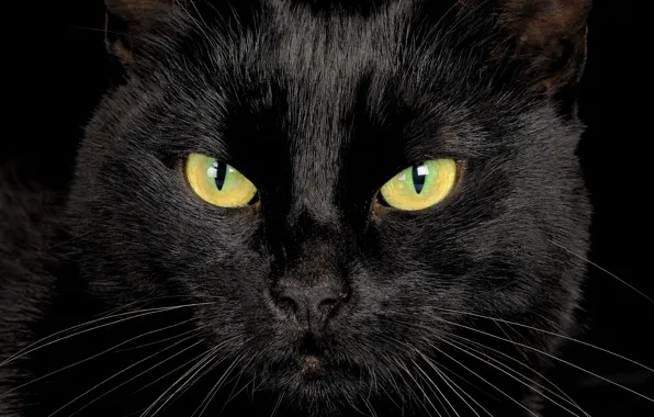 Картинка глаза, взгляд, черный кот