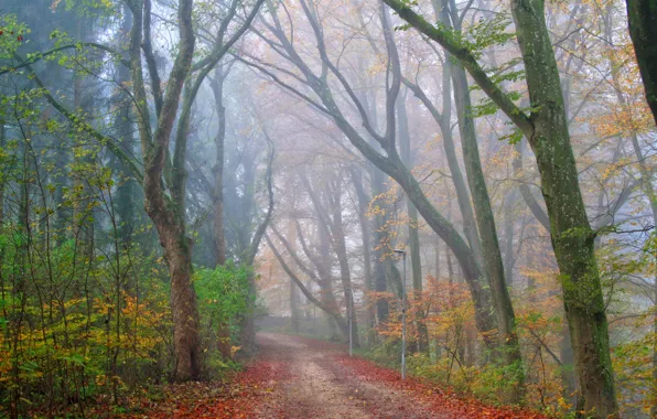 Картинка дорога, осень, лес, туман, парк