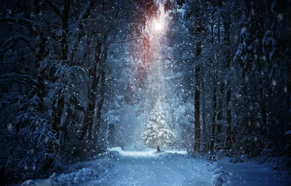 Картинка зима, дорога, лес, солнце, снег, деревья, елка, сугробы, лучи света