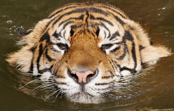 Картинка вода, тигр, relax, киса