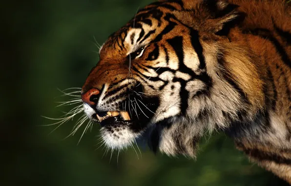 Картинка тигр, злость, Лес