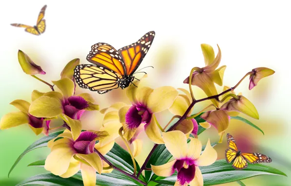 Картинка листья, цветы, коллаж, бабочка, лепестки, мотылек, орхидея