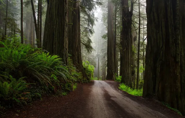 Картинка дорога, лес, природа, папоротники, после дождя, США, секвойи