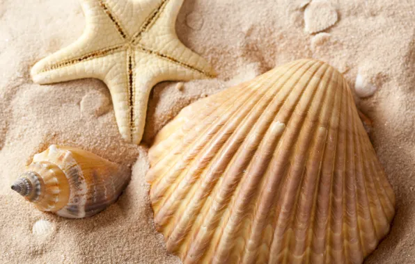 Картинка песок, море, лето, ракушки, морская звезда, summer, sea, sand, shells, starfish