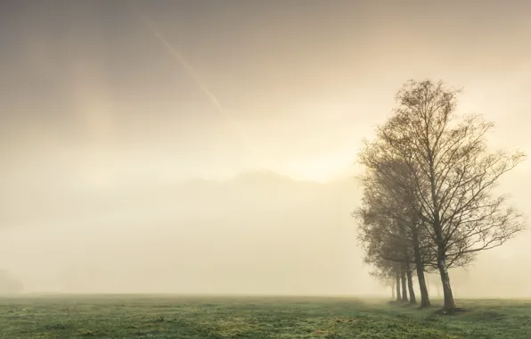 Картинка поле, осень, деревья, туман
