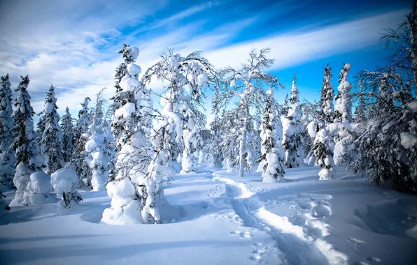Картинка зима, лес, снег, деревья, следы, тропинка, Финляндия, Finland, Lapland, Лапландия